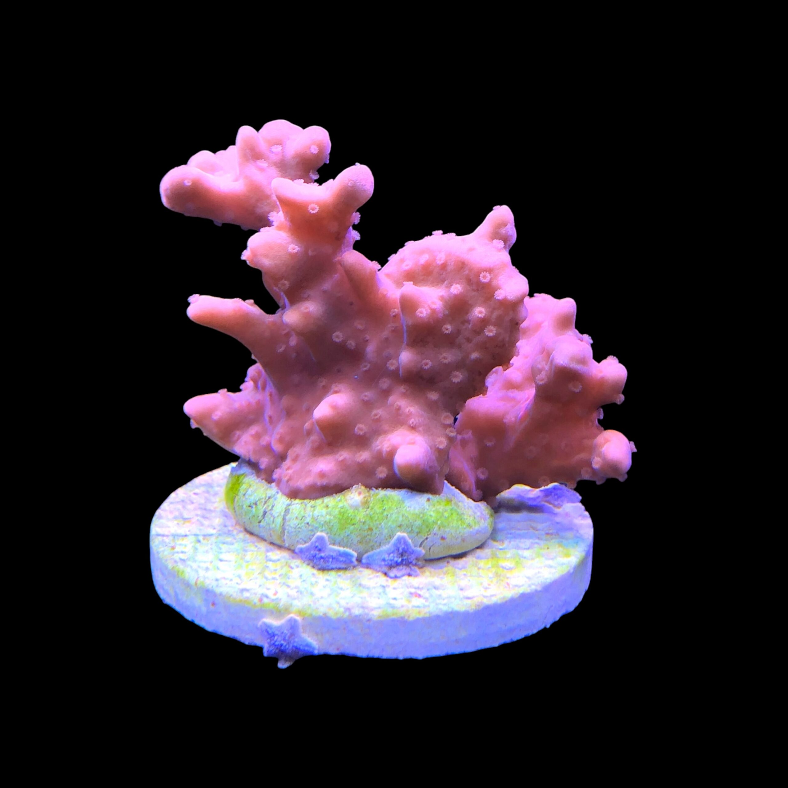 Montipora Setosa Grafted G - Imagem 2