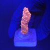 Montipora Setosa M