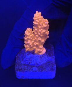 Montipora Setosa M