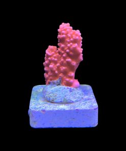 Alternative view of Montipora Setosa M