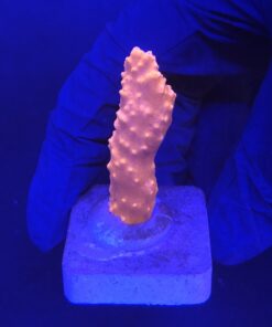 Montipora Setosa M