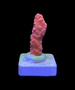 Alternative view of Montipora Setosa M