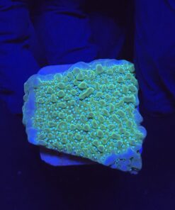 Montipora Undata Purple M