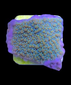 Alternative view of Montipora Undata Purple M