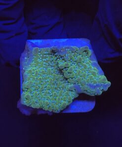 Montipora Undata Purple M