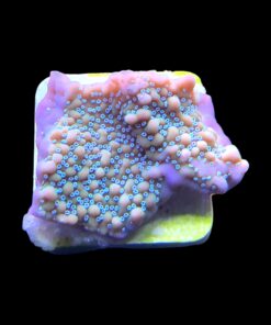 Alternative view of Montipora Undata Purple M