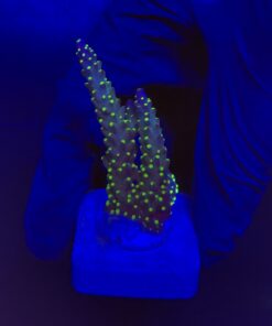Nana Purple Neon Polyps M