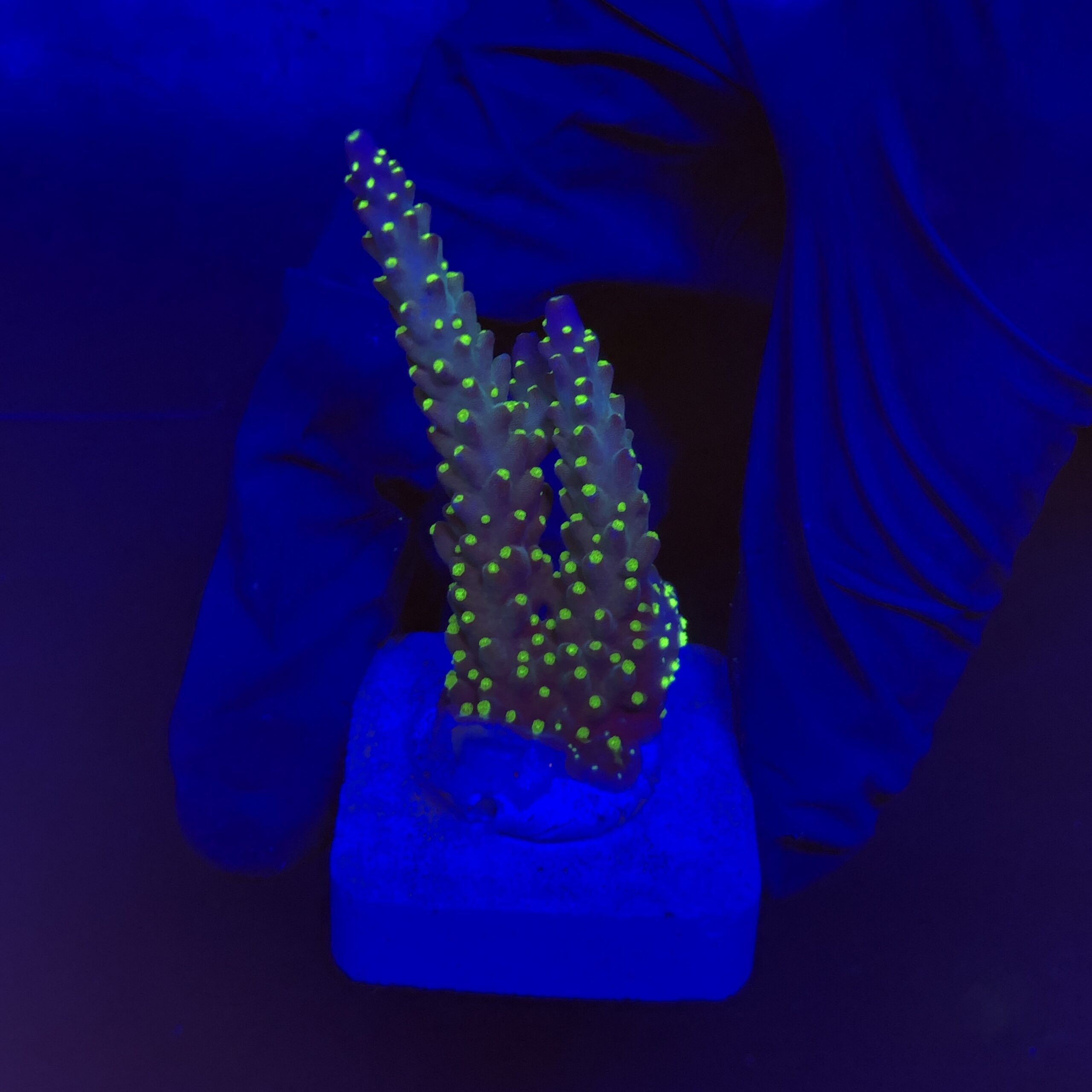 Nana Purple Neon Polyps M