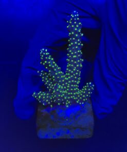 Nana Purple Neon Polyps M