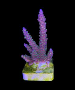 Alternative view of Nana Purple Neon Polyps M