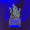 Nana Purple Neon Polyps M