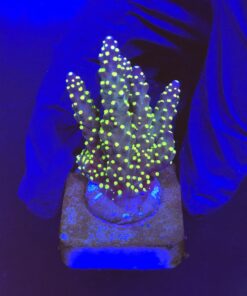 Nana Purple Neon Polyps M