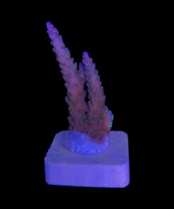 Alternative view of Nana Purple Neon Polyps M