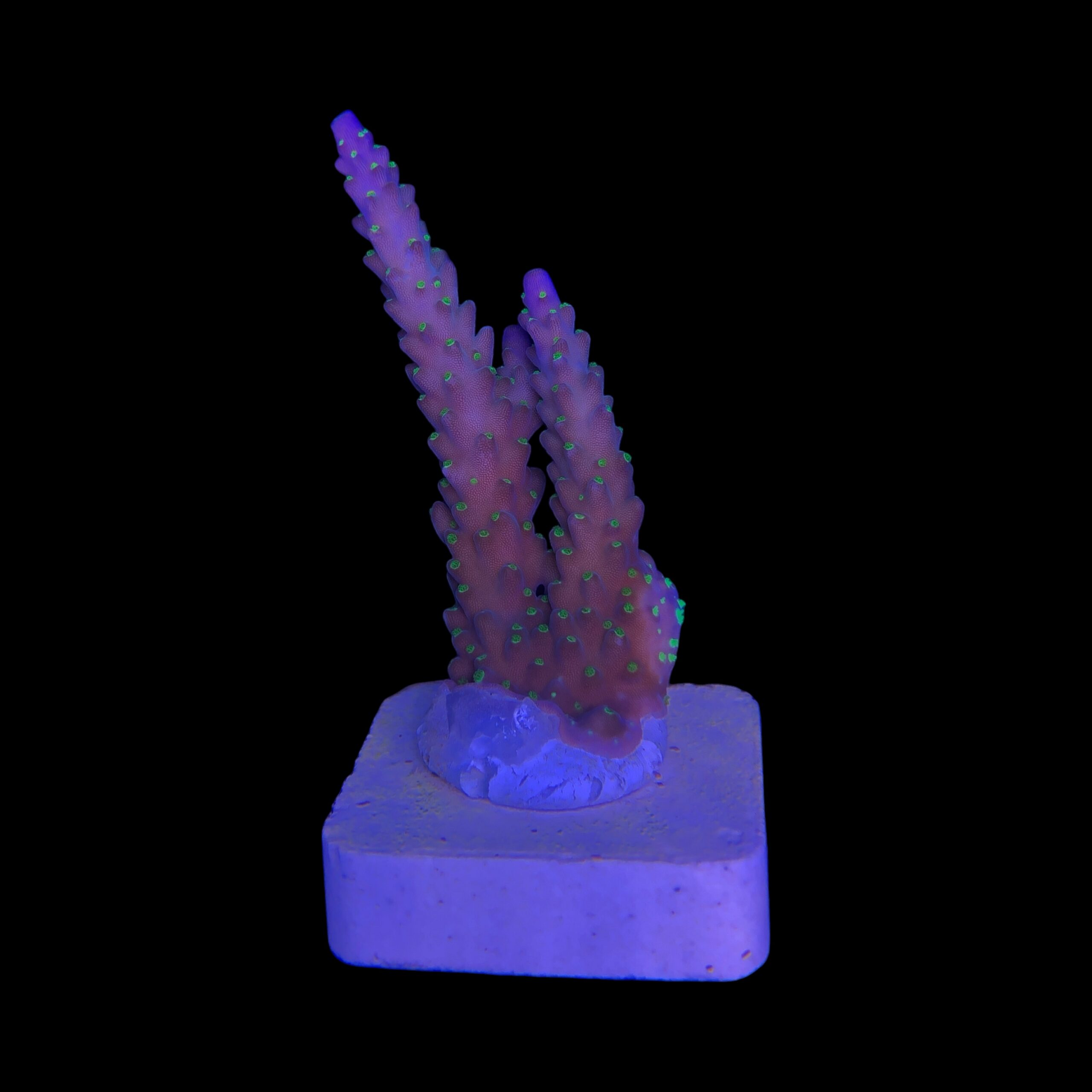 Nana Purple Neon Polyps M - Imagem 2