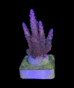 Alternative view of Nana Purple Neon Polyps M