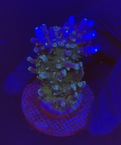 Ora Blue Green G