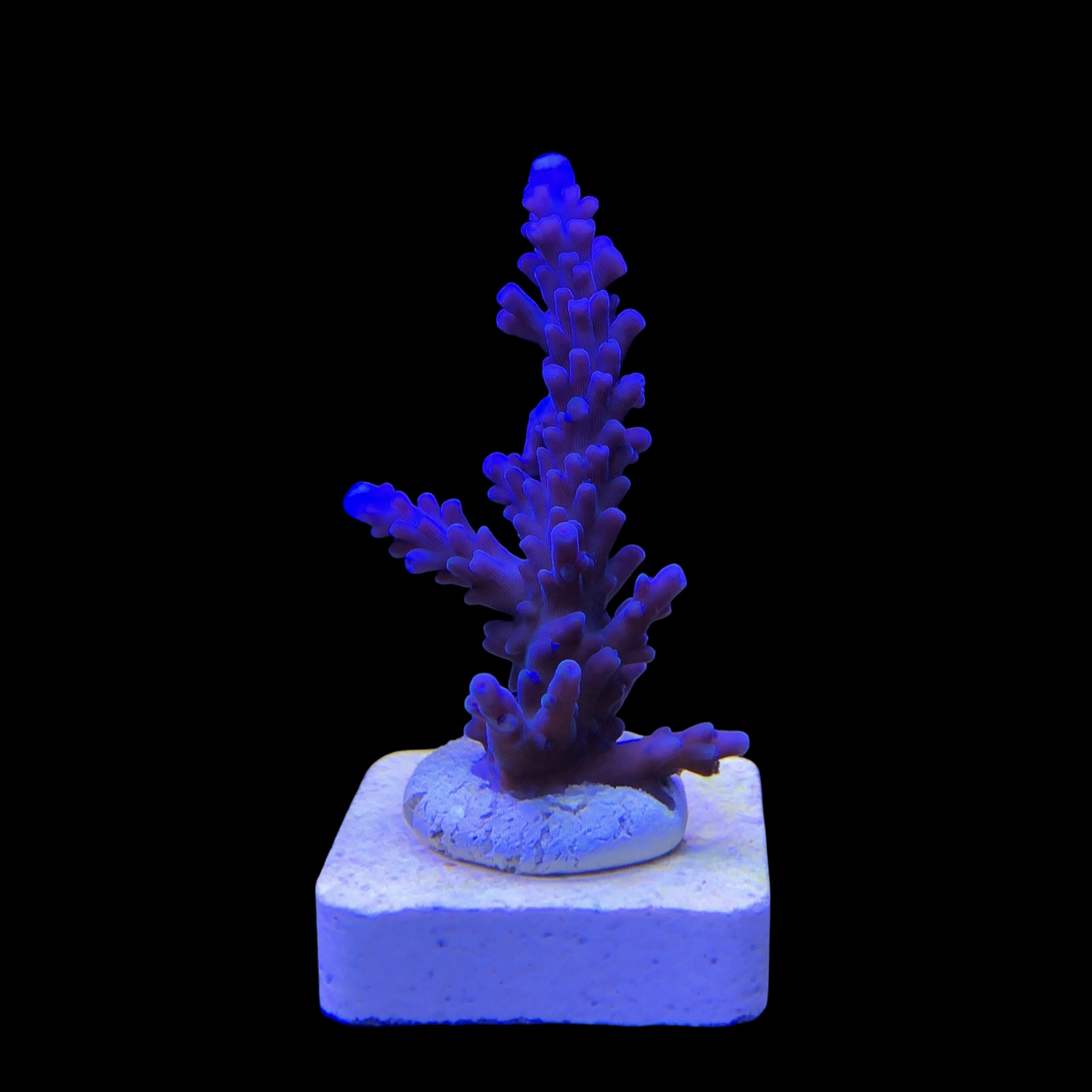 Ora Blue Green M