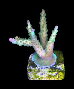 Alternative view of Paletta Pink Tips M