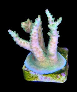Alternative view of Paletta Pink Tips M