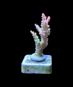 Alternative view of Paletta Pink Tips M