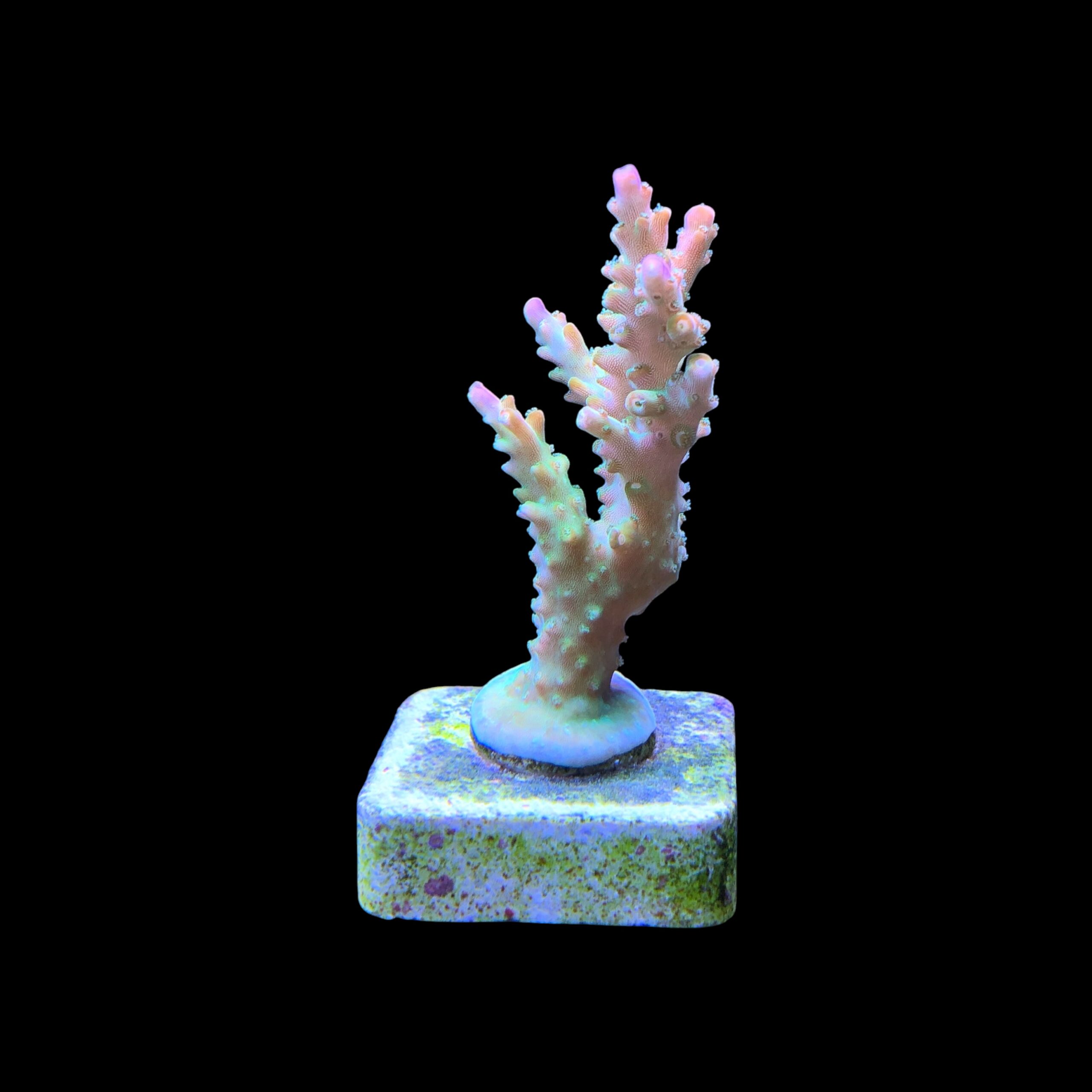 Paletta Pink Tips M - Imagem 2