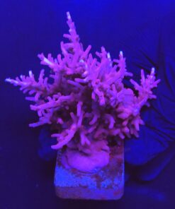 Pink Dragon Mini Colônia