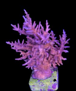 Alternative view of Pink Dragon Mini Colônia