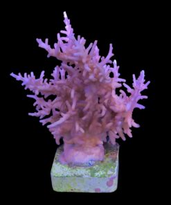 Alternative view of Pink Dragon Mini Colônia