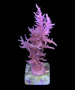 Alternative view of Pink Dragon Mini Colônia