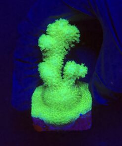 Pocillopora Green M
