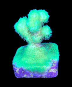 Alternative view of Pocillopora Green M