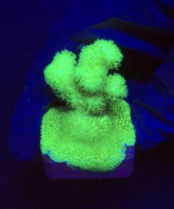 Pocillopora Green M