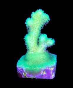 Alternative view of Pocillopora Green M