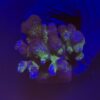 Pocillopora Pink G