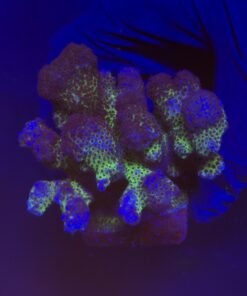 Pocillopora Pink G