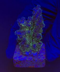 Pocillopora Purple M