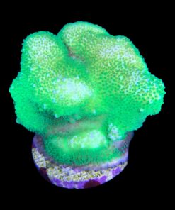 Alternative view of Pocillopora Fallout Mini Colônia