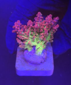 Red Devil Island M