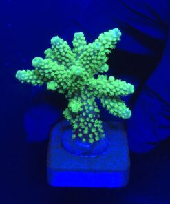 Salmoensis Green M