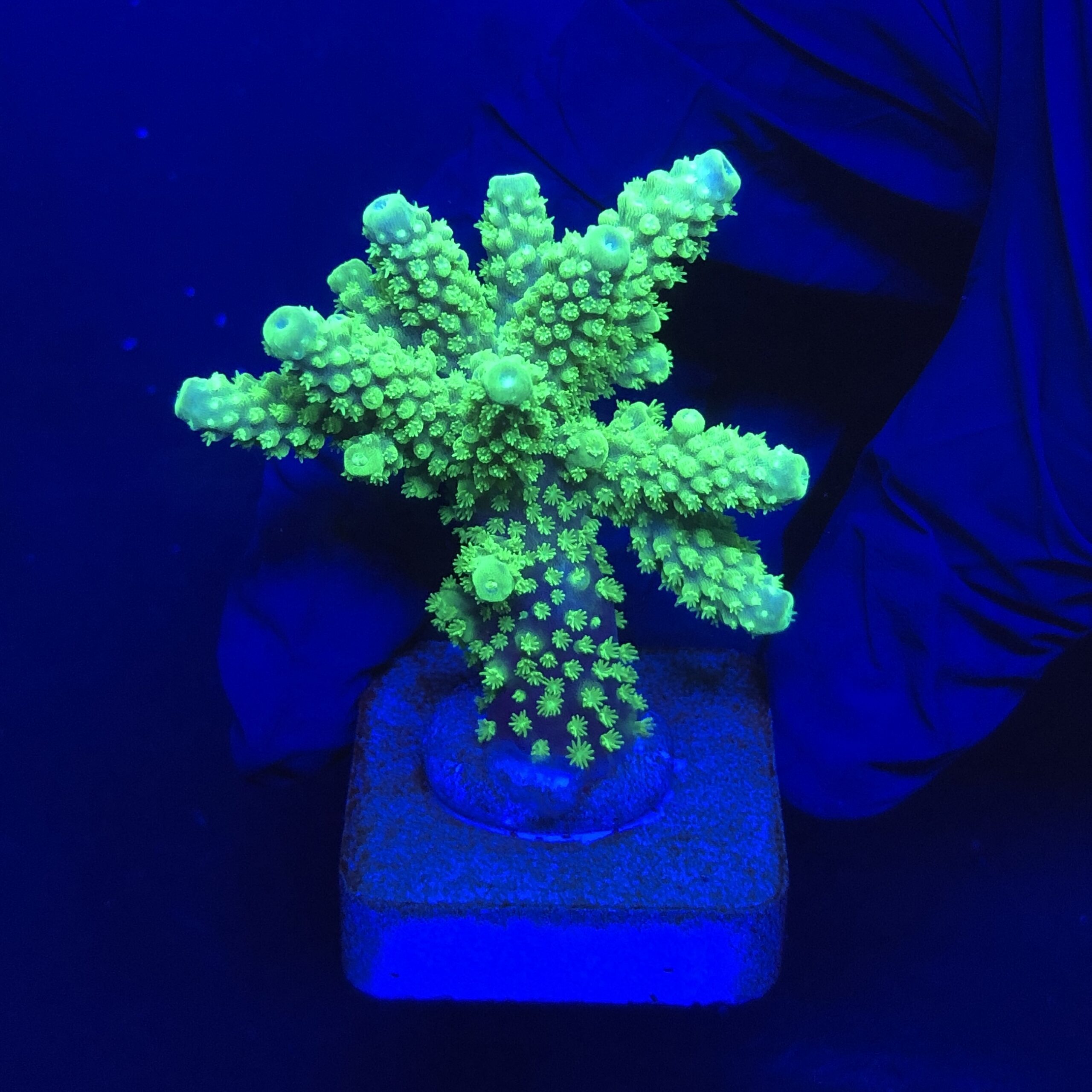 Salmoensis Green M