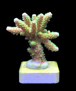 Alternative view of Salmoensis Green M