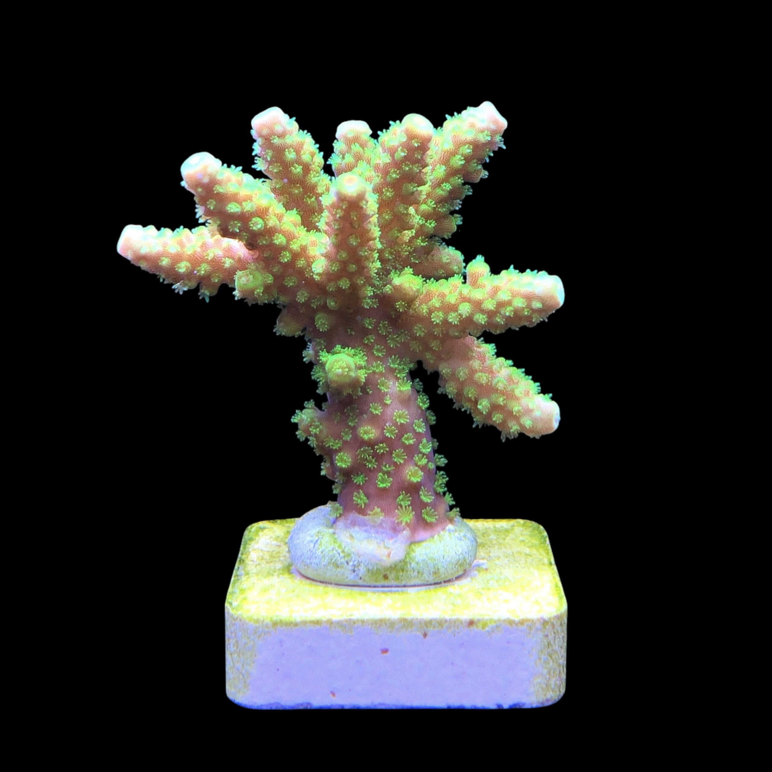 Salmoensis Green M - Imagem 2