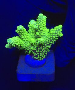 Salmoensis Green M