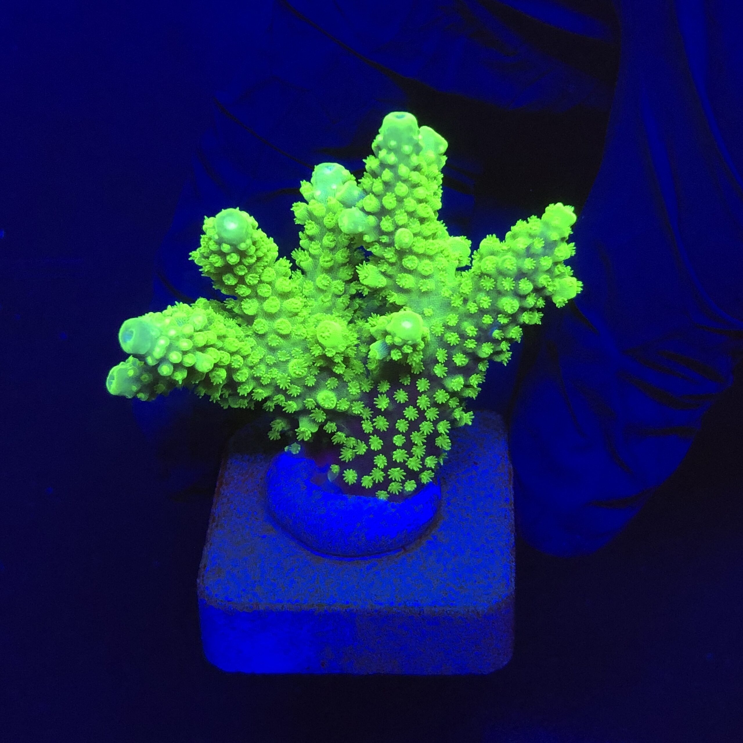 Salmoensis Green M