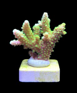 Alternative view of Salmoensis Green M