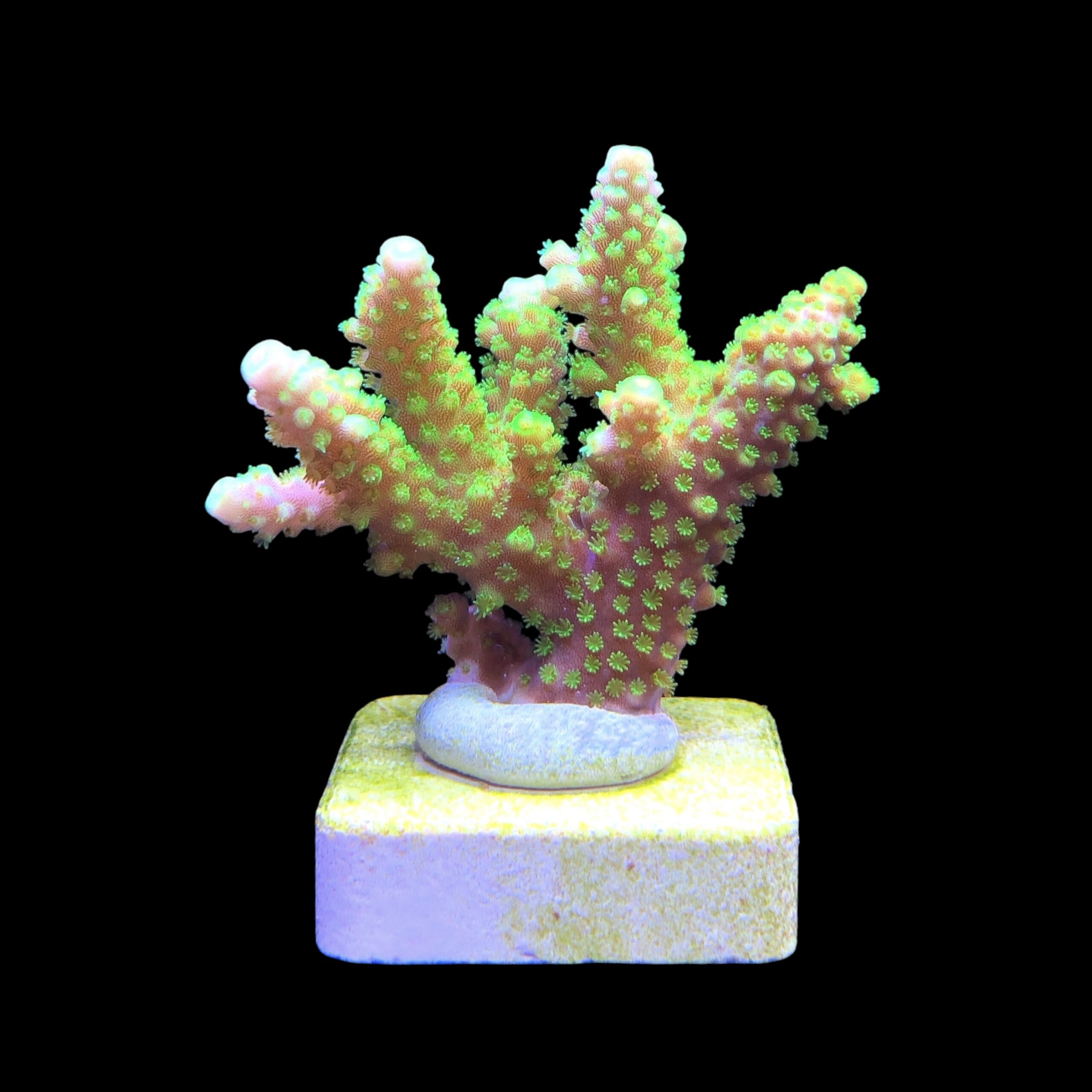 Salmoensis Green M - Imagem 2