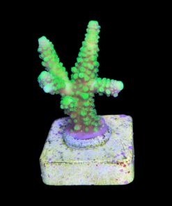 Alternative view of Salmoensis Green M