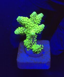 Salmoensis Green M