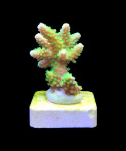 Alternative view of Salmoensis Green M