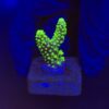 Salmoensis Green P